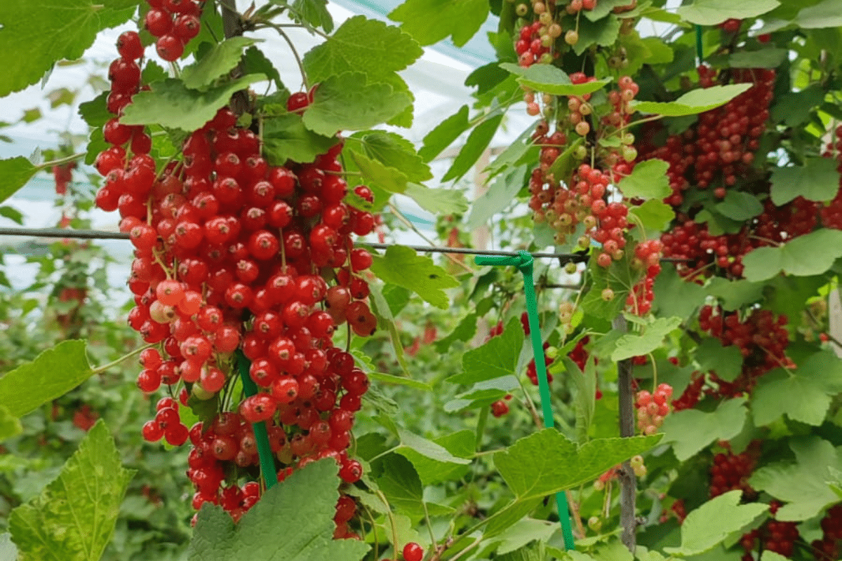 Czerwona porzeczka - zbiór trwa w pełni – ten sezonowy owocowy zawiera bardzo dużo witamin i mikroelementów.