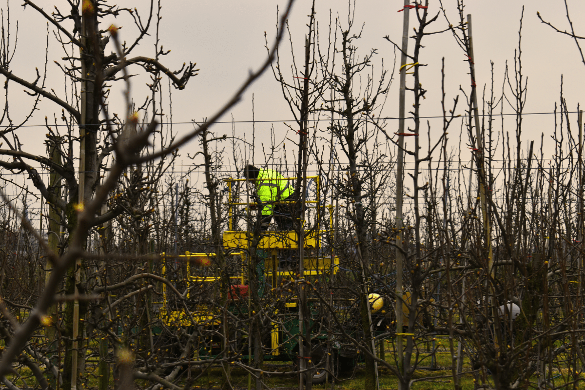Zimowe cięcie jabłoni - zobaczcie jak to robimy w naszych sadach.