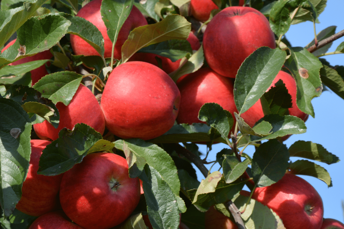 Jabłko to jedne z najpopularniejszych owoców, uwielbiane za ich różnorodność smaków i wszechstronność. Czym różnią się od siebie odmiany?